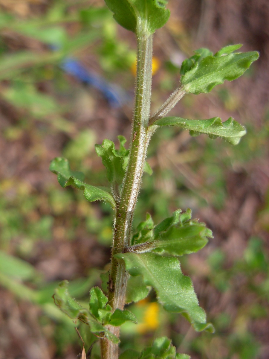 Legousia hybrida / Specchio di Venere ondulato
